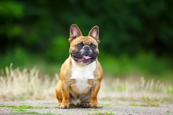 Lindo Francés Bulldog Cachorro Aire Libre — Foto de Stock