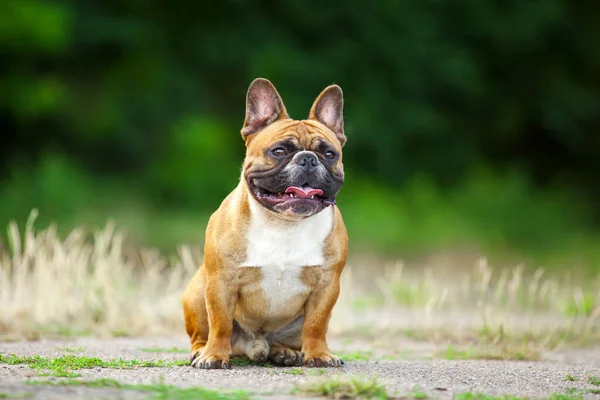 Söt Fransk Bulldogg Valp Utomhus — Stockfoto