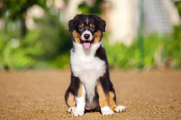 Little Cute Owczarek Australijski Szczeniak — Zdjęcie stockowe