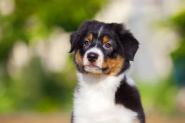 Little Cute Australian Shepherd Puppy — Stock Photo, Image