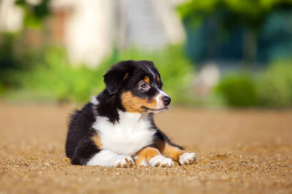 Piccolo Cucciolo Pastore Australiano Carino — Foto Stock