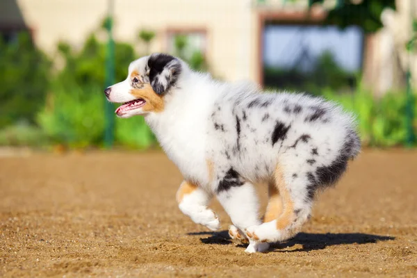 Lilla Söta Australiska Shepherd Valp — Stockfoto