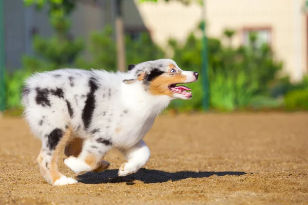 Piccolo Cucciolo Pastore Australiano Carino — Foto Stock