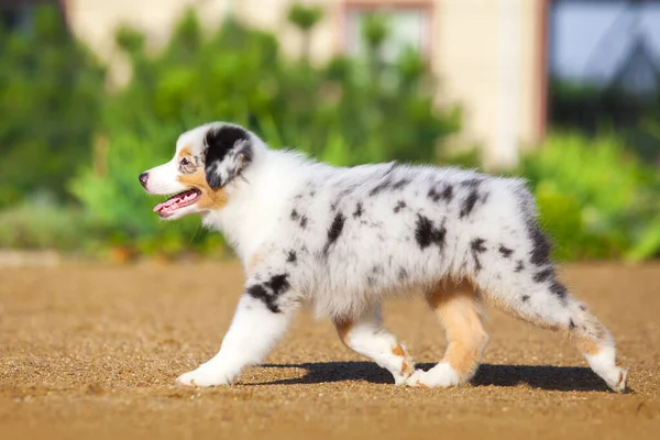 Lilla Söta Australiska Shepherd Valp — Stockfoto