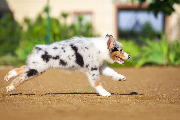 Pequeno Cachorro Pastor Australiano Bonito — Fotografia de Stock