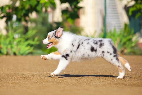 Lilla Söta Australiska Shepherd Valp — Stockfoto