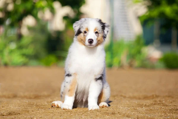 Pequeno Cachorro Pastor Australiano Bonito — Fotografia de Stock