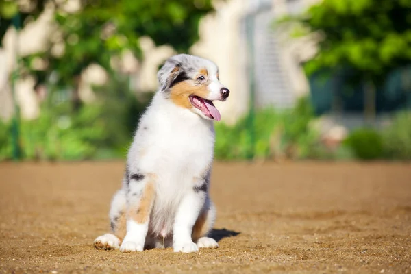 Pequeño Lindo Pastor Australiano Cachorro —  Fotos de Stock