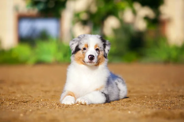 Piccolo Cucciolo Pastore Australiano Carino — Foto Stock