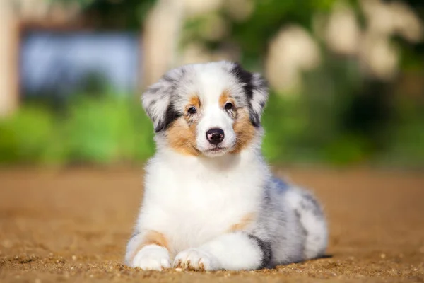 Pequeño Lindo Pastor Australiano Cachorro —  Fotos de Stock