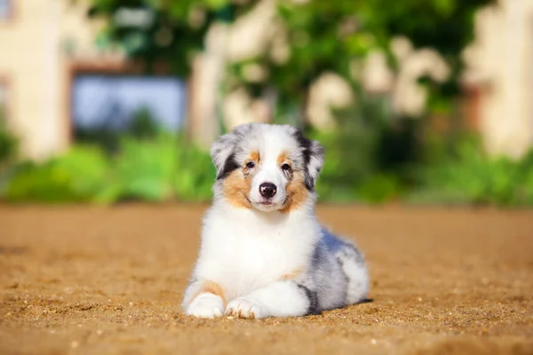 Little Cute Australian Shepherd Puppy — Stock Photo, Image