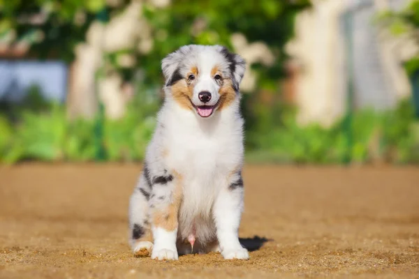 Pequeño Lindo Pastor Australiano Cachorro —  Fotos de Stock