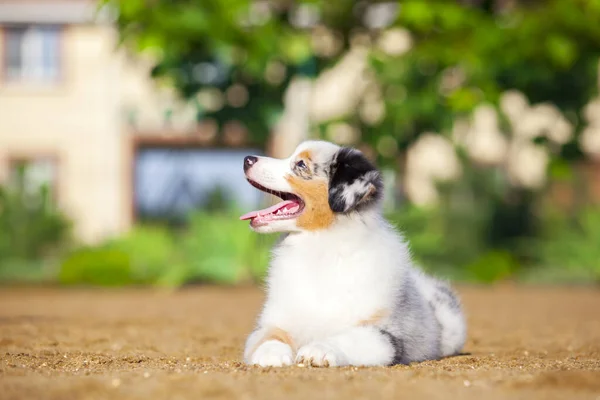 Pequeno Cachorro Pastor Australiano Bonito — Fotografia de Stock