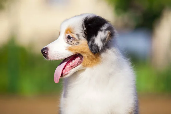 Lilla Söta Australiska Shepherd Valp — Stockfoto