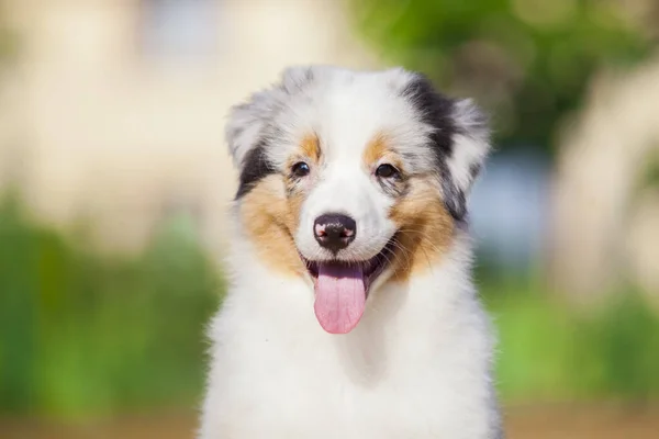 Pequeño Lindo Pastor Australiano Cachorro —  Fotos de Stock