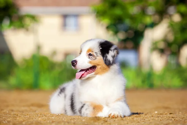 Pequeno Cachorro Pastor Australiano Bonito — Fotografia de Stock