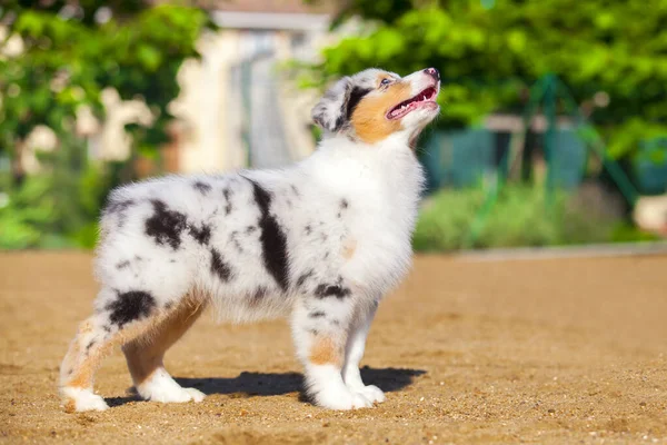 Pequeno Cachorro Pastor Australiano Bonito — Fotografia de Stock