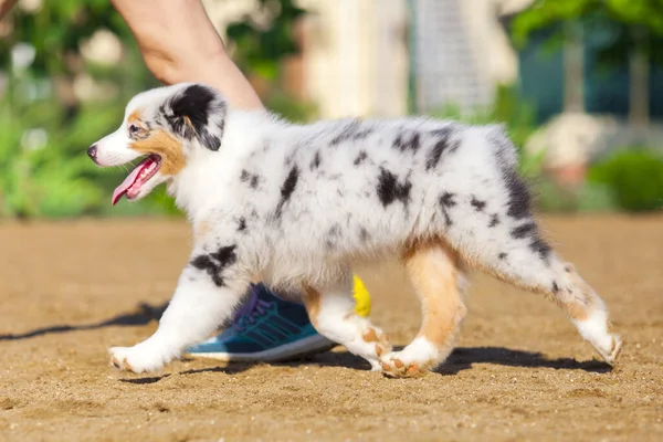 Pequeno Cachorro Pastor Australiano Bonito — Fotografia de Stock