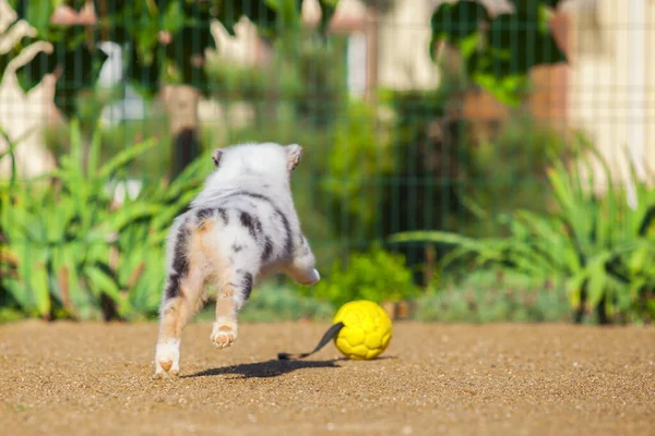 Petit Chiot Berger Australien Mignon — Photo