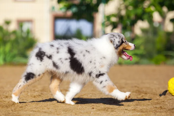 Lilla Söta Australiska Shepherd Valp — Stockfoto