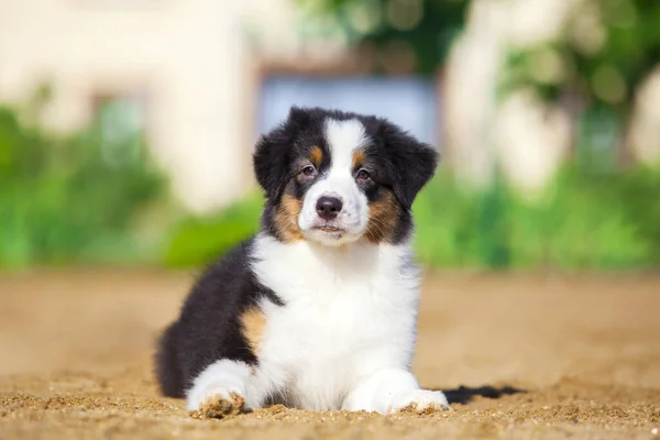 Pequeno Cachorro Pastor Australiano Bonito — Fotografia de Stock