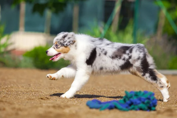 Pequeño Lindo Pastor Australiano Cachorro — Foto de Stock