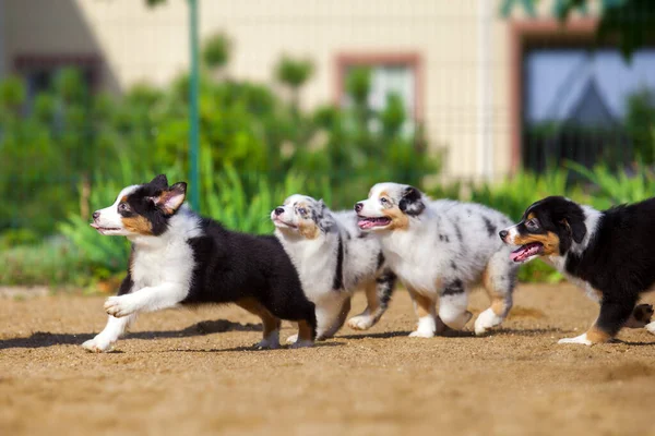 Australian Shepherd Puppies Having Fun — Stock Photo, Image