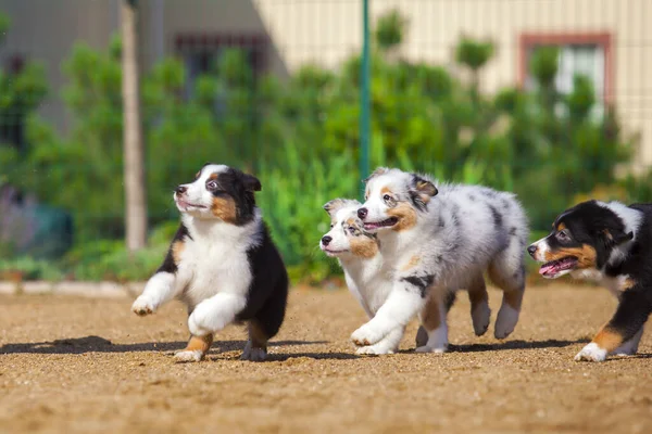 Australiano Pastor Cachorros Tener Divertido —  Fotos de Stock