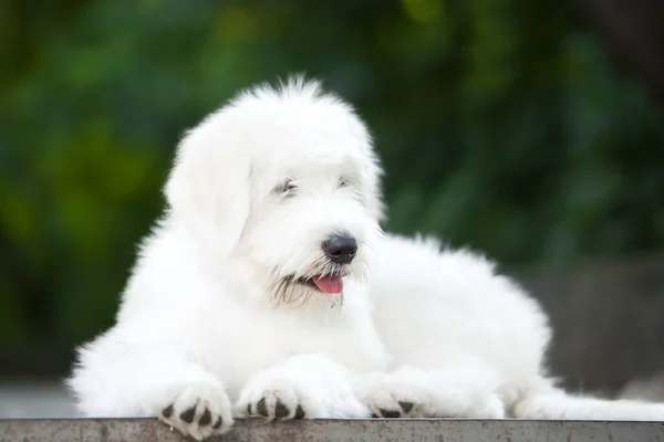 Zbliżenie Widok Słodkie Biały Pies — Zdjęcie stockowe