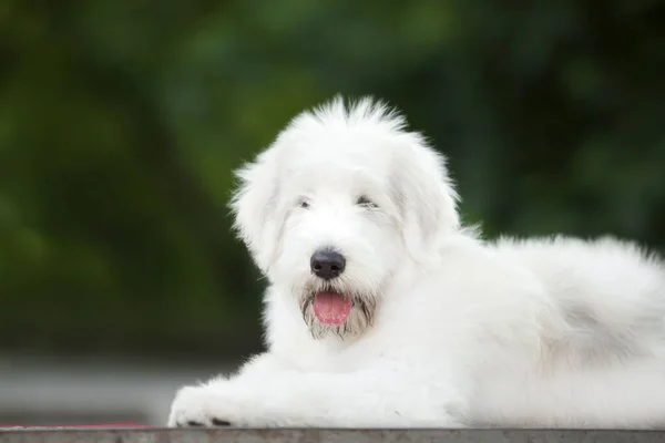 Close Vista Cão Branco Bonito — Fotografia de Stock