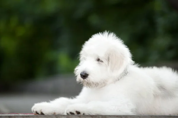 Close Uitzicht Van Schattige Witte Hond — Stockfoto