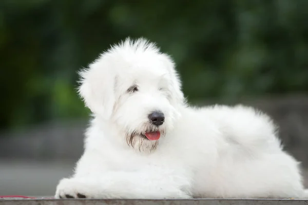 Zblízka Pohled Roztomilý Bílý Pes — Stock fotografie