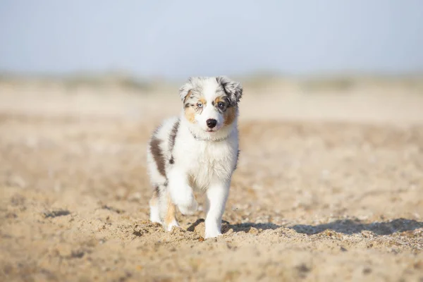 Pequeño Lindo Pastor Australiano Cachorro —  Fotos de Stock