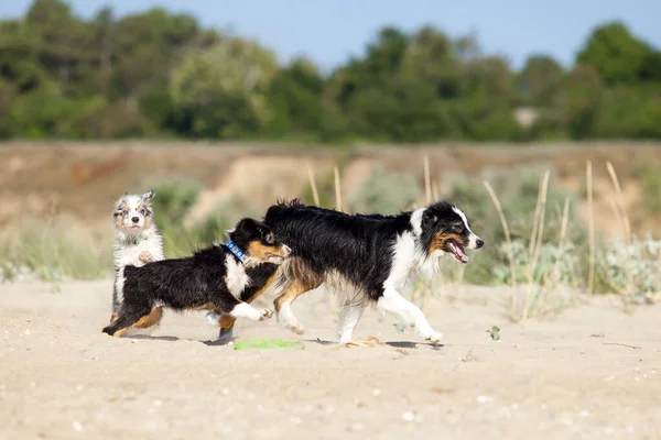 Australiano Pastor Cachorros Con Madre — Foto de Stock