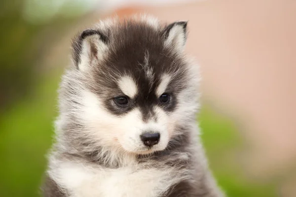 Cachorrinho Husky Siberiano Livre — Fotografia de Stock