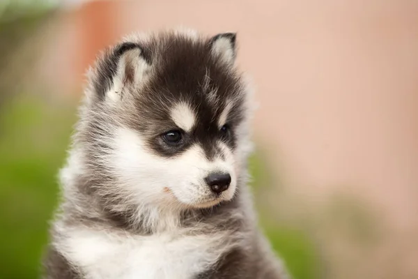 シベリアハスキー子犬屋外 — ストック写真