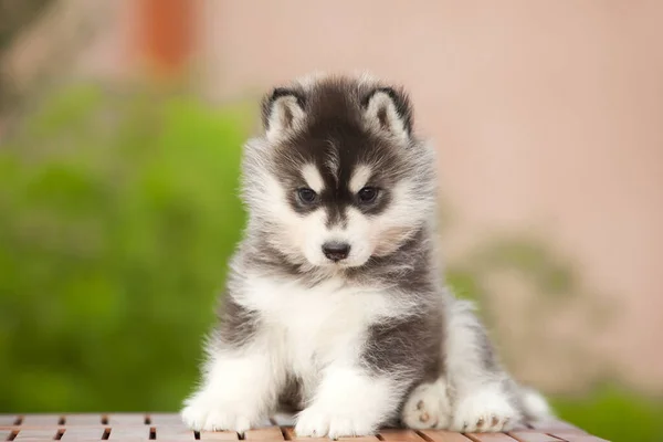 Cachorrinho Husky Siberiano Livre — Fotografia de Stock