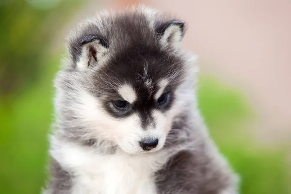 Chiot Husky Sibérie Extérieur — Photo