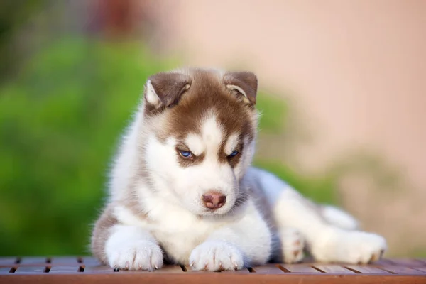 Sibiřský Husky Štěně Venku — Stock fotografie