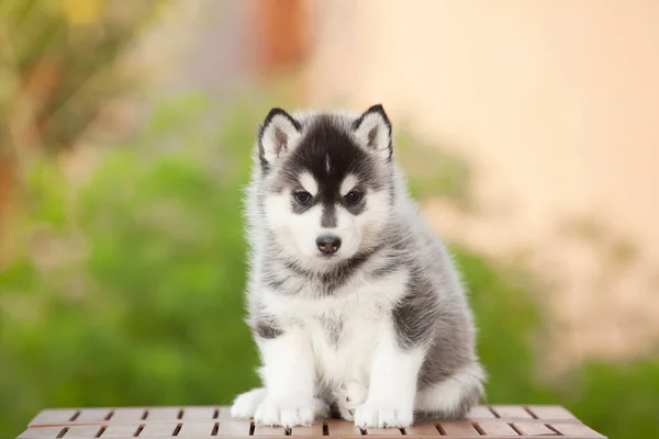 Σιβηρίας Husky Κουτάβι Εξωτερικούς Χώρους — Φωτογραφία Αρχείου