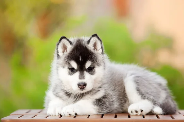 Siberische Husky Puppy Buiten — Stockfoto