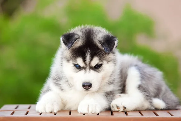 シベリアハスキー子犬屋外 — ストック写真