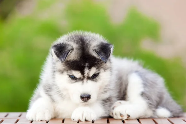 Siberiano Husky Cachorro Aire Libre —  Fotos de Stock