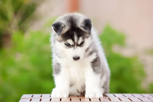 Siberiano Husky Cachorro Aire Libre — Foto de Stock