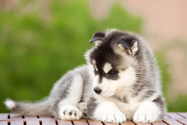 Siberiano Husky Cachorro Aire Libre — Foto de Stock