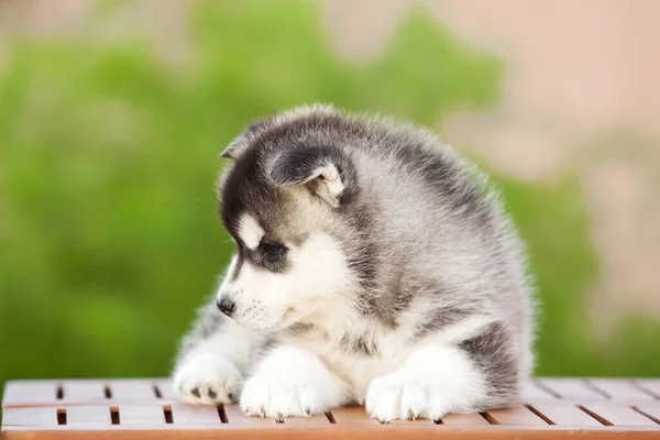 Siberische Husky Puppy Buiten — Stockfoto