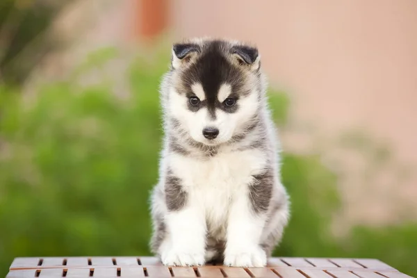 Σιβηρίας Husky Κουτάβι Εξωτερικούς Χώρους — Φωτογραφία Αρχείου