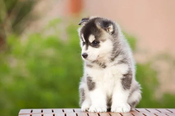 Σιβηρίας Husky Κουτάβι Εξωτερικούς Χώρους — Φωτογραφία Αρχείου