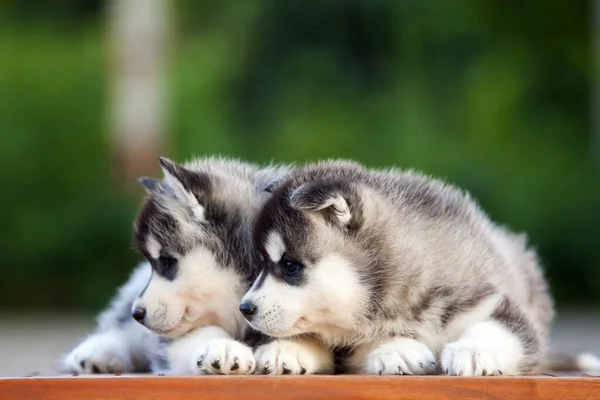 Siberian Husky Puppies Outdoors — Stock Photo, Image