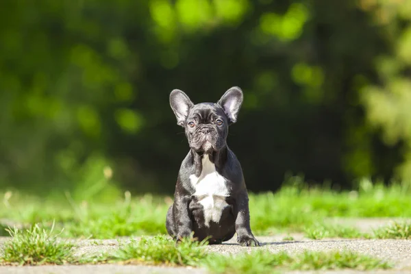 Cute Francuski Bulldog Szczeniak Odkryty — Zdjęcie stockowe